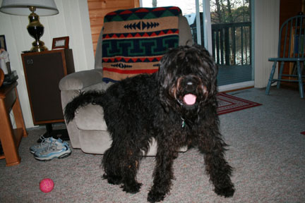 Reggie before and after his haircut